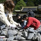 日光東照宮などで江戸時代から続く「栗石返し」　境内に響く「カチカチ」　市民3000人が作業