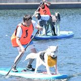 これぞ“ワン”チーム　那須でドッグＳＵＰレース　愛犬乗せて愛情深める