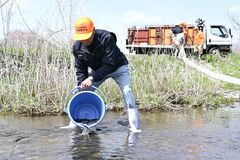 那珂川に稚アユ放流　解禁は６月１日　那珂川北部漁協