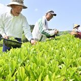 新茶、青々と　摘み取り始まる　那珂川の大金茶園