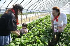 イチゴ狩り 笑顔でパクリ