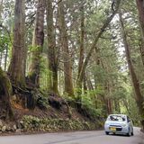日光杉並木に刻まれた「開発の傷跡」　むき出しの根、保全と利便性の模索続く