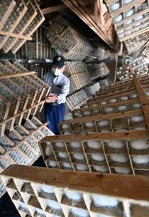 小山で今年最初の繭作り