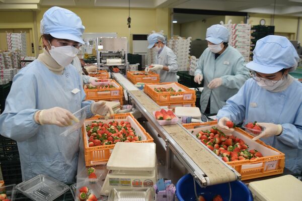 各農家から持ち込まれたイチゴのパック詰め作業＝１１月２１日、真岡市田町のＪＡはが野高機能物流センター