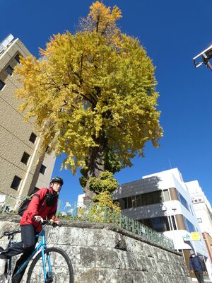 初冬の青空に映える「大いちょう」の黄葉