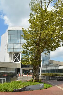 １本だけになってしまったスズカケの木。安全のため正面玄関は閉鎖されている＝17日午前、県立美術館