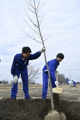 桜の苗木を植樹する生徒