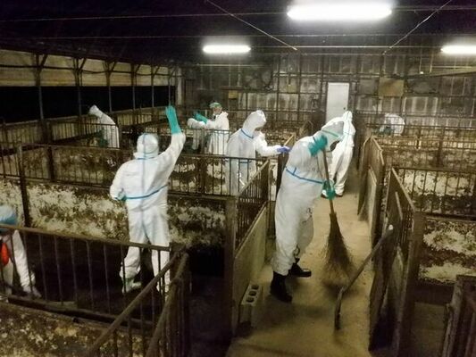 殺処分が完了した豚舎で清掃作業に当たる県職員ら＝８日夜、那須烏山市（県提供）