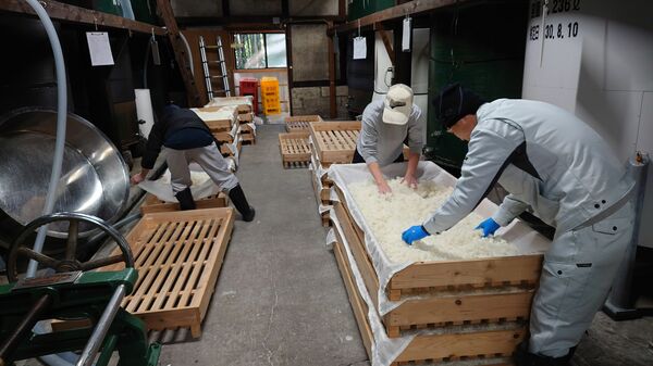 蒸した原料米の放冷作業を行う蔵人たち＝渡邉酒造