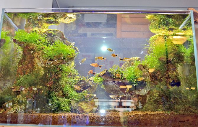 カラフルで２００～４００種類もあるメダカは人気