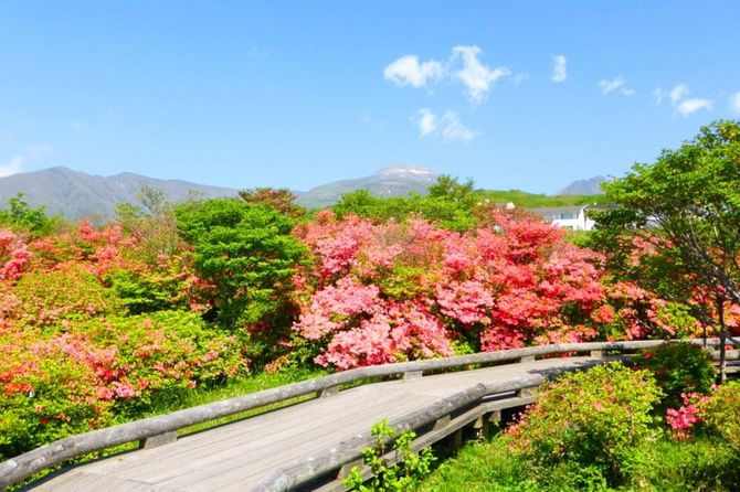 那須町湯本 例年の見頃/5月中旬~下旬 見られる花/ヤマツツジ