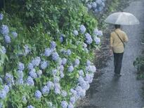 奄美地方が梅雨入り