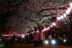 那須塩原・黒磯公園など桜ライトアップ 12日まで「祭り」 露店やヒーロ…