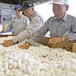 きれいな繭はどれかな　小山で今年最後の出荷　583キロを群馬へ