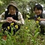 キンラン、ギンランかれんに 壬生・とちぎわんぱく公園で開花 GWいっぱ…