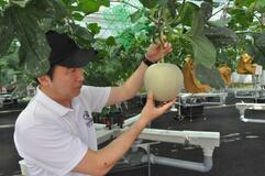 高級メロン 出来上々
