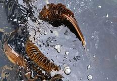 重油流出、宮城で養殖ワカメ打撃