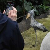 ハシビロコウ、お見合いリベンジへ　那須どうぶつ王国で送る会
