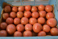 ＜141＞ほどよい糖度と酸味 　ＪＡ足利のトマト「麗容」