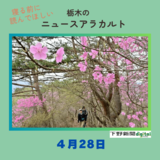4月28日の栃木県内ニュース　「アカヤシオ、足尾銅山を彩る　日光・備前楯山で満開に」など３本をお届けします