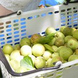 不作でも笑顔　梅の実収穫祭　オーナー家族ら