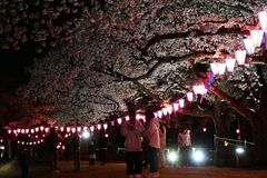 那須塩原・黒磯公園など桜ライトアップ　12日まで「祭り」　露店やヒーローショーも