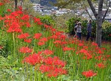 茂木でヒガンバナ開花