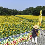 上三川のヒマワリ畑で10万本満開　「サンフラワー祭り」が開幕　マルシェや子ども用大型プールも設置