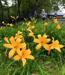 遺跡の広場でニッコウキスゲ見頃　宇都宮