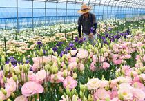 トルコギキョウ収穫ピーク　那須塩原