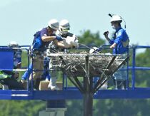 コウノトリひなに足輪装着