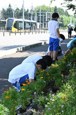 マリーゴールドの植栽作業