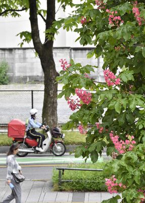 街路を彩るトチノキの花＝７日午後１時30分、宇都宮市本町