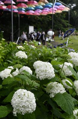 黒羽城址あじさいまつりの会場で、雨露にぬれるアジサイ