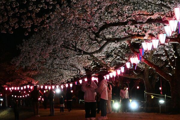 ライトアップされた黒磯公園の桜