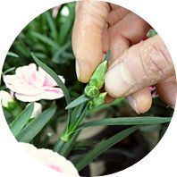 指で軽くつまみ