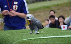 W杯、日本初戦をインコ占う 那須どうぶつ王国