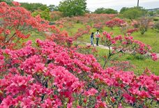 北関東有数の名所・矢板の長峰公園でツツジ見頃　色とりどり段階的に開花