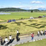 創立150周年記念の田んぼアートを稲刈り　栃木の西方小、５年生が刈り取り