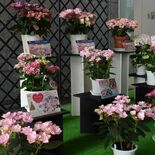 母の日前に、アジサイ新品種を県庁で展示　とちぎ花センターで販売も予定