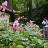 かれんな花にうっとり　栃木・太平山自然公園でシュウカイドウ見頃　今月い…
