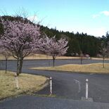 日光の「桜を植える会」活動22年で幕　高齢化やコロナが影響　今後の管理…