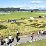 創立150周年記念の田んぼアートを稲刈り　栃木の西方小、５年生が刈り取り