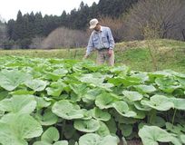 ＜４７＞なす南のブランド・フキ　里山の懐かしい味と香り