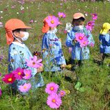 コスモス見頃　足利の史跡周辺