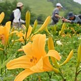 ニッコウキスゲ開花ピーク　日光・霧降高原　多くの見物客にぎわう　