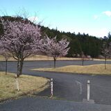 日光の「桜を植える会」活動22年で幕　高齢化やコロナが影響　今後の管理、市に委ねる