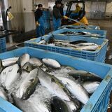 今季豊漁の寒ブリ、どこに行った？　「地元で見たことない」　要望多くあれば流通増も
