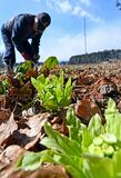 那須塩原でフキノトウの収穫最盛期
