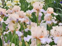 ジャーマンアイリスが見頃　下野